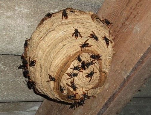 nid de frelons asiatiques